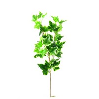 EDERA-ROSMARINO-NEBBIOL. RAMO 