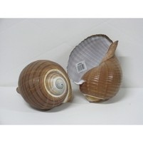 CONCHIGLIA GRANDE 28522