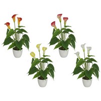 CALLA CON VASO H.40 D.11