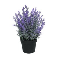 LAVANDA IN VASO H.25