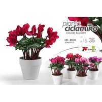 CICLAMINO CON VASO H.36 D.15