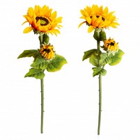 GIRASOLE RAMO