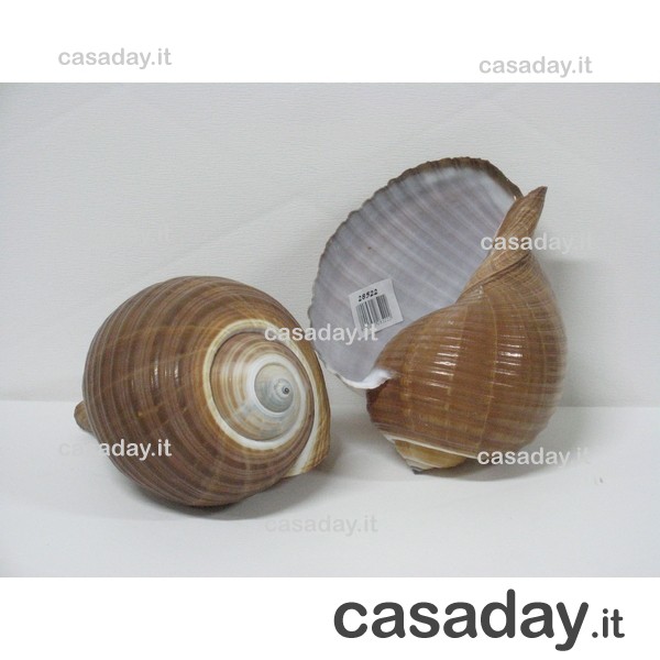 CONCHIGLIA GRANDE 28522 CONCHIGLIA GRANDE 28522