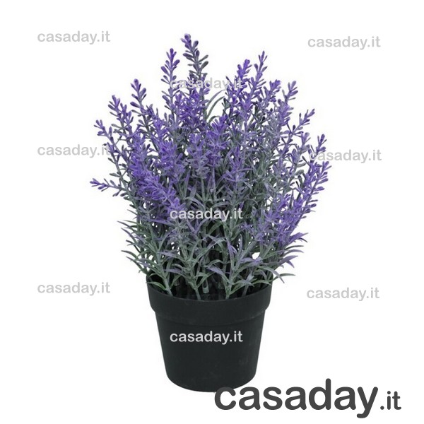 LAVANDA IN VASO H.25 LAVANDA IN VASO H.25