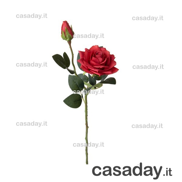 ROSA C-BOCCIOLO ROSA C-BOCCIOLO